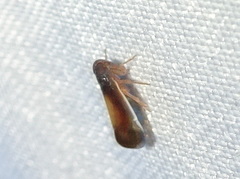 Haplaxius slossonae