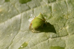 Stictocephala bisonia