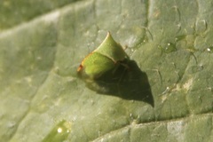 Stictocephala bisonia