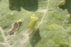 Stictocephala bisonia