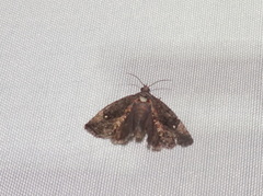 Gymnandrosoma punctidiscanum