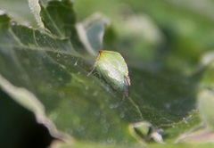Stictocephala bisonia