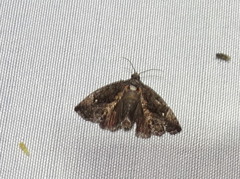Gymnandrosoma punctidiscanum