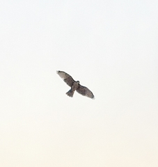Buteo albigula