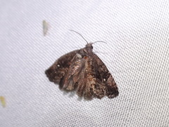 Gymnandrosoma punctidiscanum
