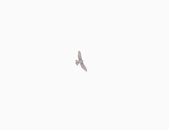 Buteo albigula