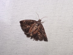 Gymnandrosoma punctidiscanum