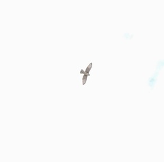 Buteo albigula