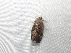 Gymnandrosoma punctidiscanum