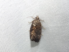 Gymnandrosoma punctidiscanum