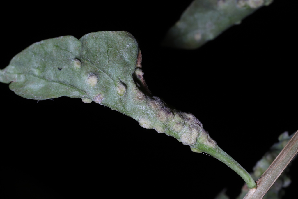 Goji Mite