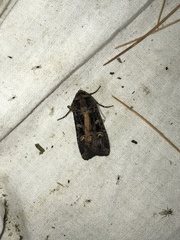 Actebia fennica