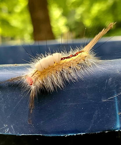 White-marked Tussock Moth, Linn County, US-IA, US, photo 6 of 10