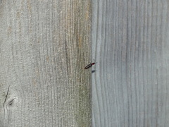 Monophylla terminata