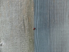 Monophylla terminata