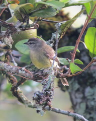 Phyllomyias griseiceps