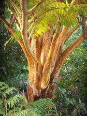Sphaeropteris excelsa