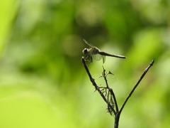 Pachydiplax longipennis