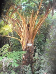 Sphaeropteris excelsa