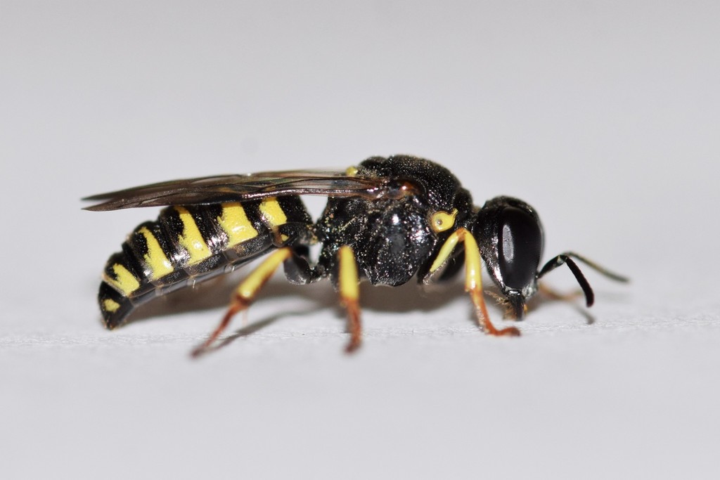 Anacrabro ocellatus