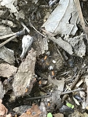 Liometopum occidentale