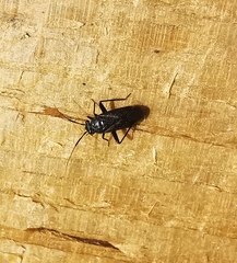 Halticini
