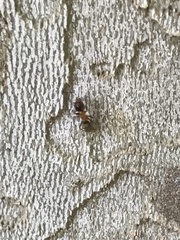 Liometopum occidentale