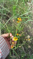 Helenium microcephalum