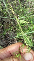 Helenium microcephalum