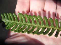 Sphaeropteris excelsa