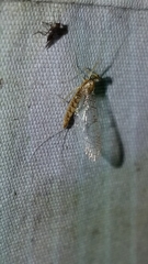 Leucrocuta umbratica