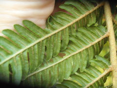 Sphaeropteris excelsa