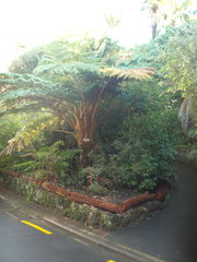 Sphaeropteris excelsa