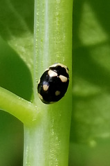 Brachiacantha decempustulata