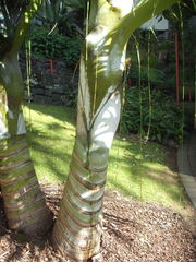 Dypsis decipiens