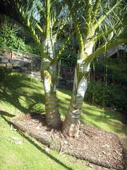 Dypsis decipiens
