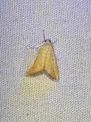 Xanthophysa psychicalis