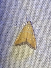 Xanthophysa psychicalis