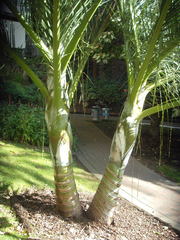 Dypsis decipiens