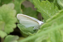 Lomographa vestaliata