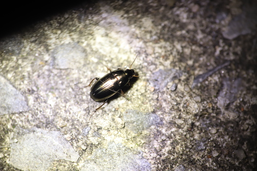 Common Sun Beetle photo 4
