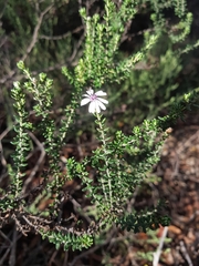 Olearia minor