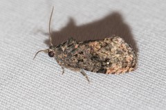 Gymnandrosoma punctidiscanum
