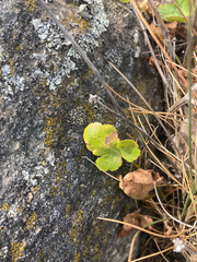 Sanicula arctopoides