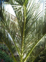 Dypsis decipiens