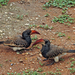 Monteiro's Hornbill - Photo (c) Jeffrey Hotson, some rights reserved (CC BY-NC-SA)