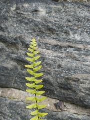 Asplenium platyneuron