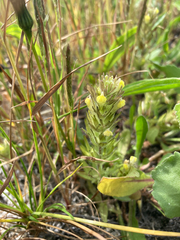 Castilleja victoriae