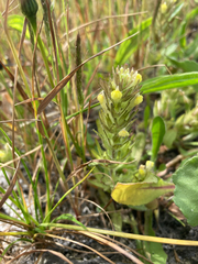 Castilleja victoriae