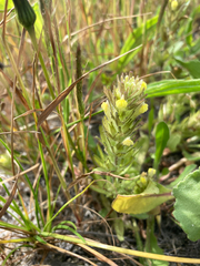 Castilleja victoriae